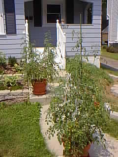 Tomato Plants